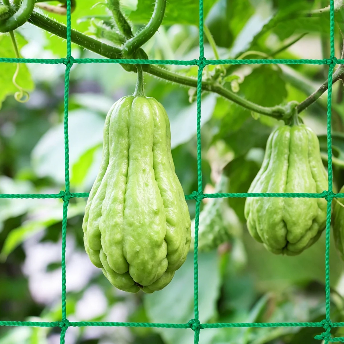 Vogelschutznetz Garten Kunststoffgitterplatte Gadget für Hühnerprodukte Gitter gegen Vögel Zubehör Outdoor Kletterpflanzenhalter