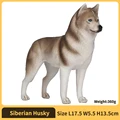 Siberian Husky