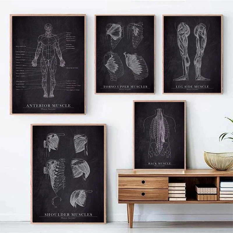 

Abstract Human Anatomy Posters Wall Art Canvas Paintings Modern Body Structure Prints Pictures For Living Room Decor Frameless