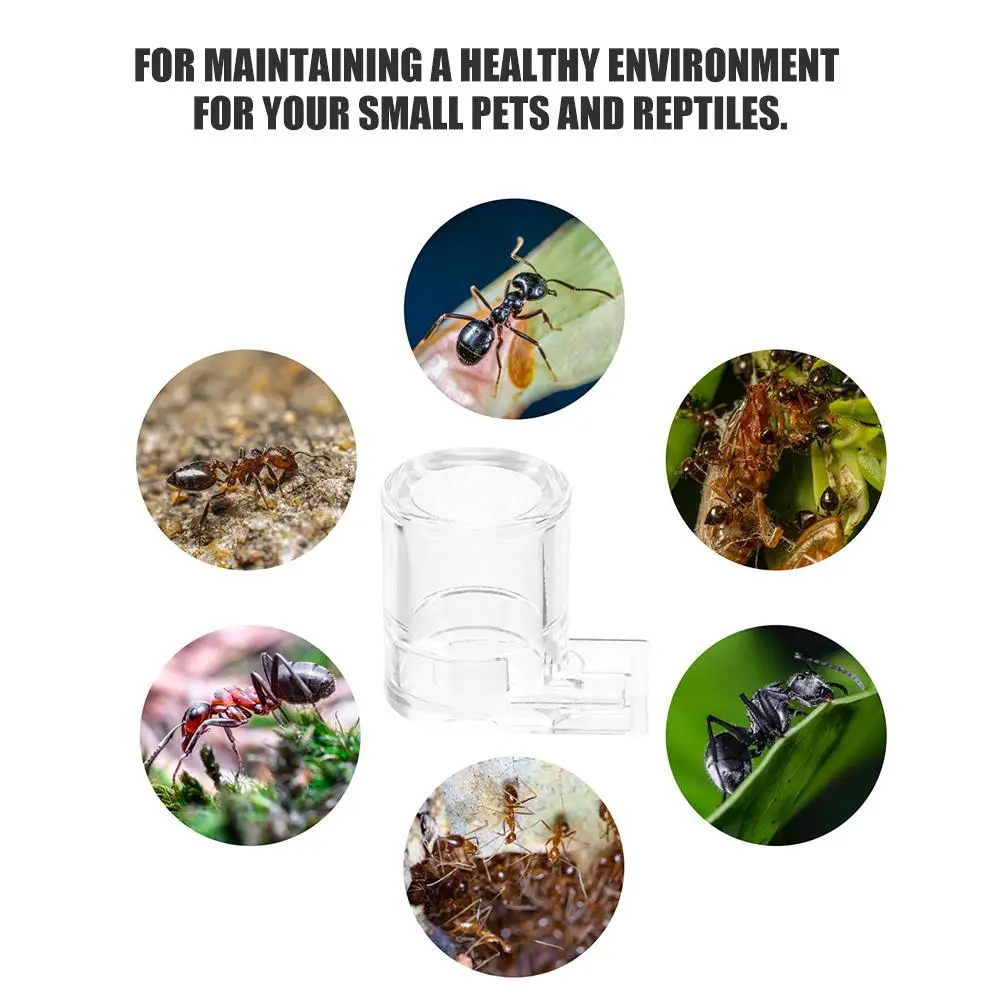 2 Pcs Ant Water Feeder Bearded Reptile Gecko Food Cups Tank Accessories Chameleon Turtle and Dish Animal Lizard for