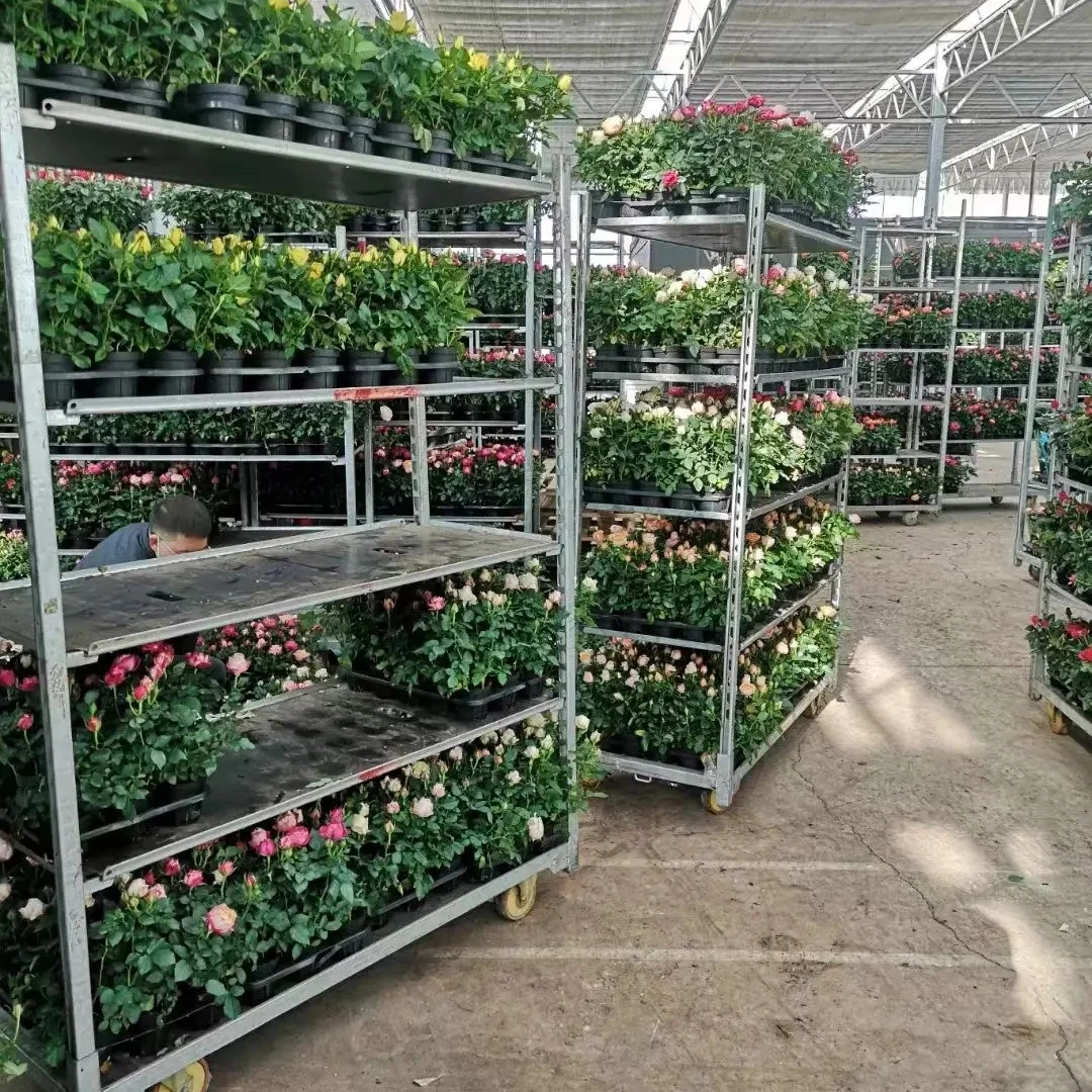 Dutch Flower Trolley Greenhouse Garden Display Cart