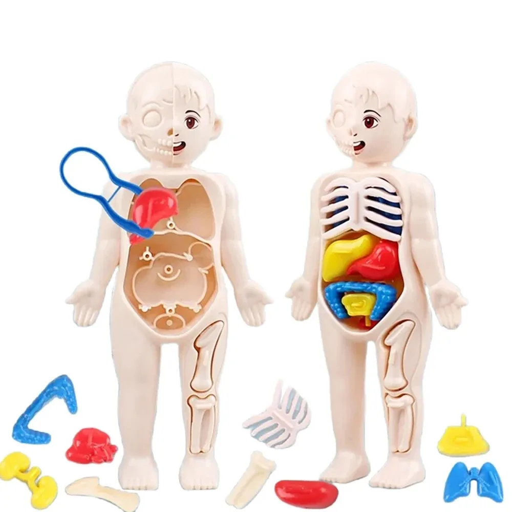 13Pcs Set Montessori Toys Children Science Education Human Body Organ Anatomy Model DIY Assembled Medical Toys Teaching Tools 3