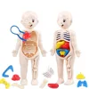 13Pcs Set Montessori Toys Children Science Education Human Body Organ Anatomy Model DIY Assembled Medical Toys Teaching Tools 3