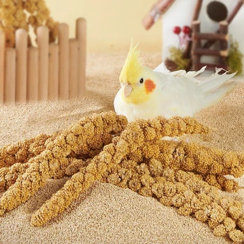 Bird Treats & Supplement ,feed Bird Food Bird, Bird Snacks