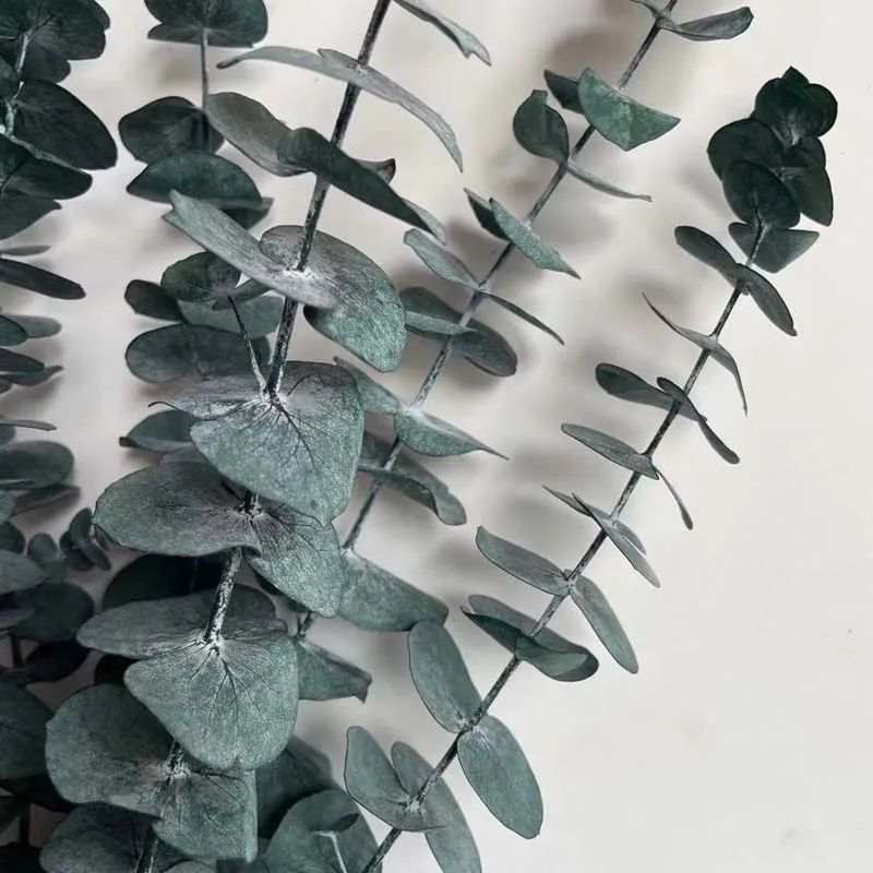 Рисунок 5 - Листья настоящего эвкалипта 10 шт.