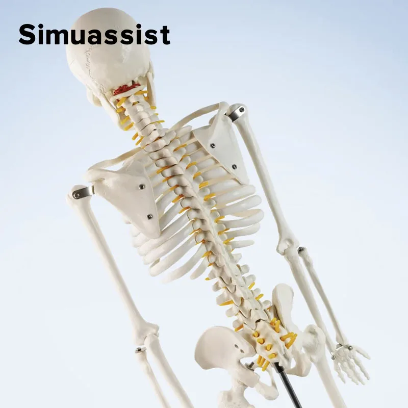 Human Skeleton Model 85CM White Bone Include Nerve Root Full Body Plastic Anatomical Medical Model Teaching Resource