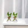 3 Pcs Hydroponic Plant Bottle Propagation Vases for Plants Glass Terrarium Avocado Flower Pots Desktop Decor Cork Jars Office 3