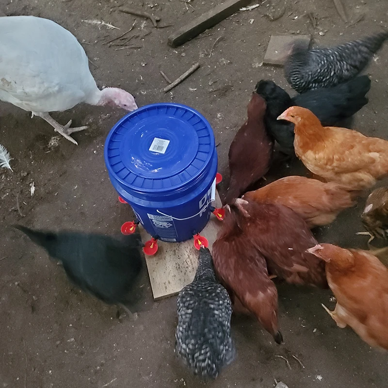 10/20 Pcs Hot New Quail Automatic Fowl Bowl Chicken Hen Poultry Water Drinking Cups Plastic Automatic Drinker Plastic 5