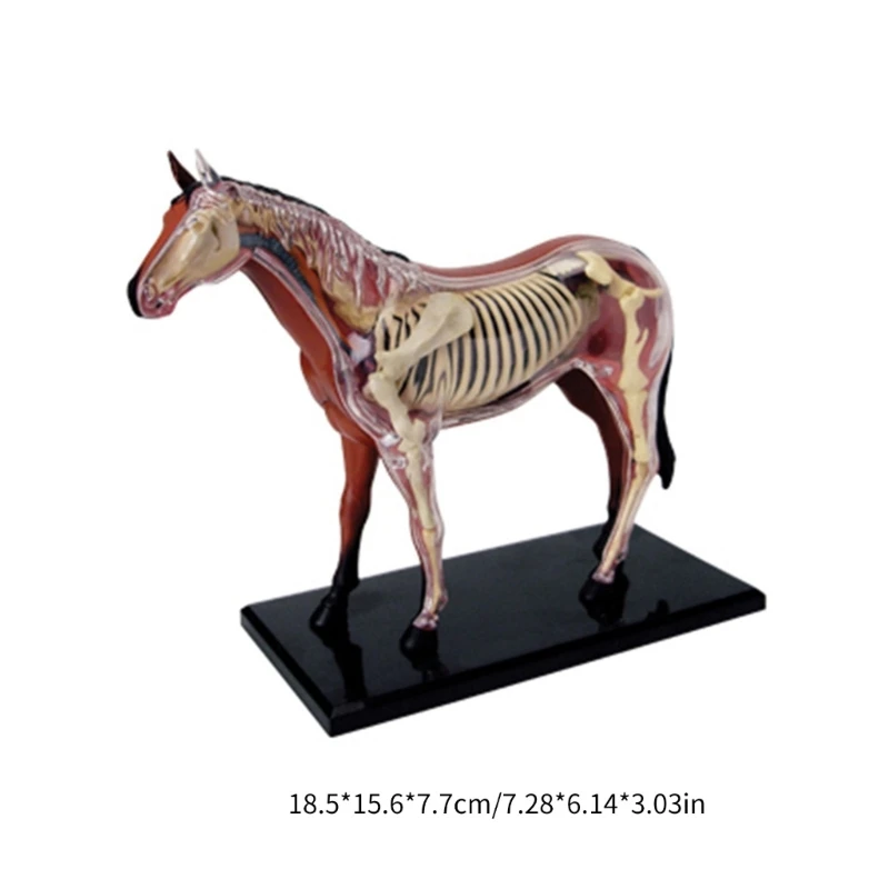 Realistic Horse Anatomy Model 6