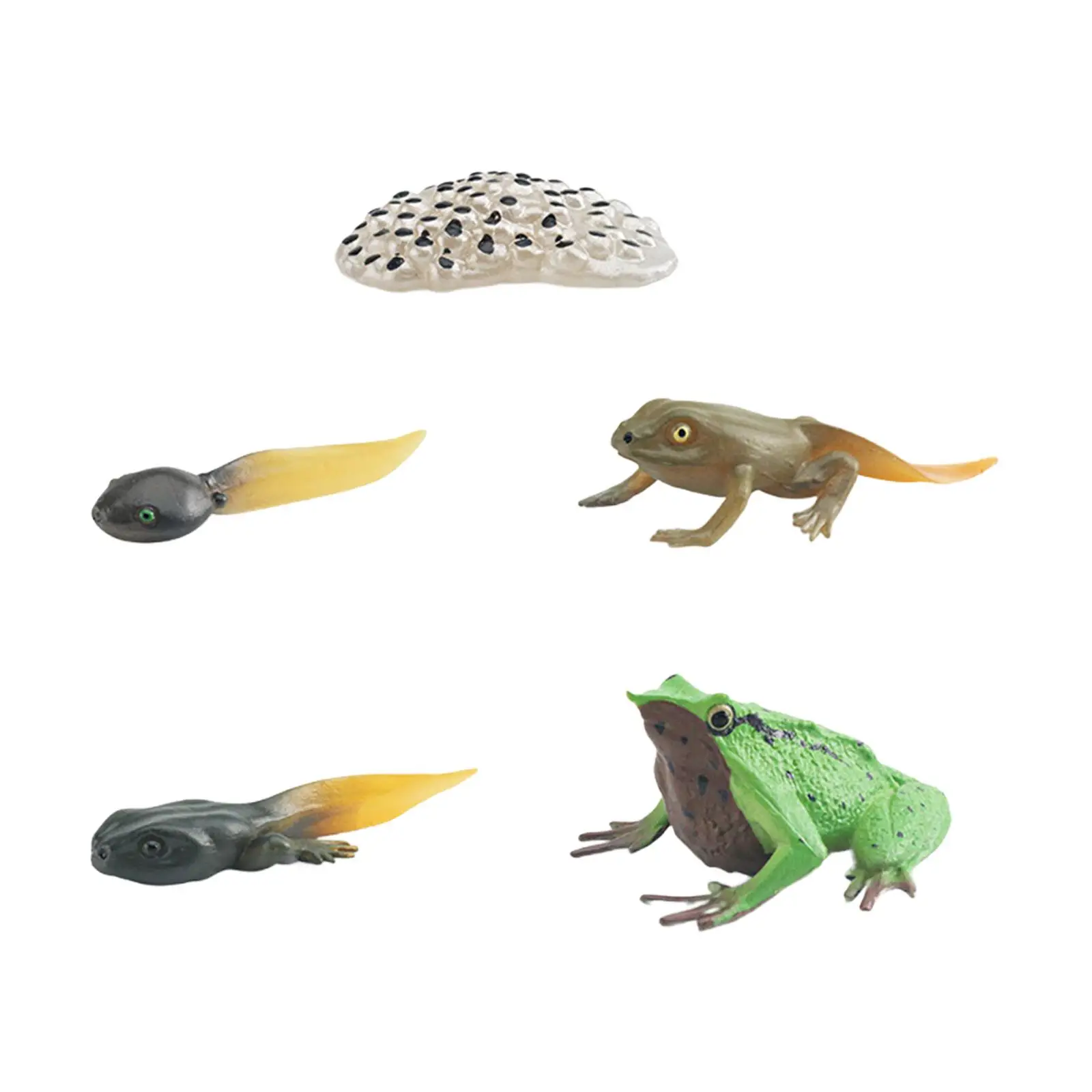 Frog Growth Cycle Realistic Cake Toppers Biology Model Teaching Tools Birthday Gifts Animal Life Growth Cycle Figure Educational 6