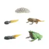 Frog Growth Cycle Realistic Cake Toppers Biology Model Teaching Tools Birthday Gifts Animal Life Growth Cycle Figure Educational 6