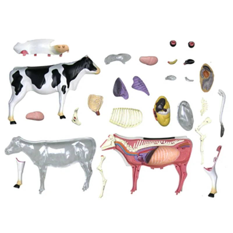 4D Cow Anatomy Model 5