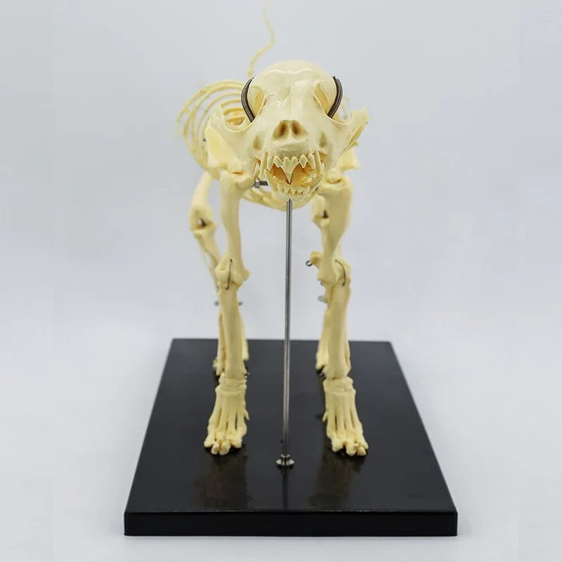 Small Size Dog Skeleton Anatomical Model Medical Science Education Bones Skeleton Specimen Model Teaching Leaning Study Tool