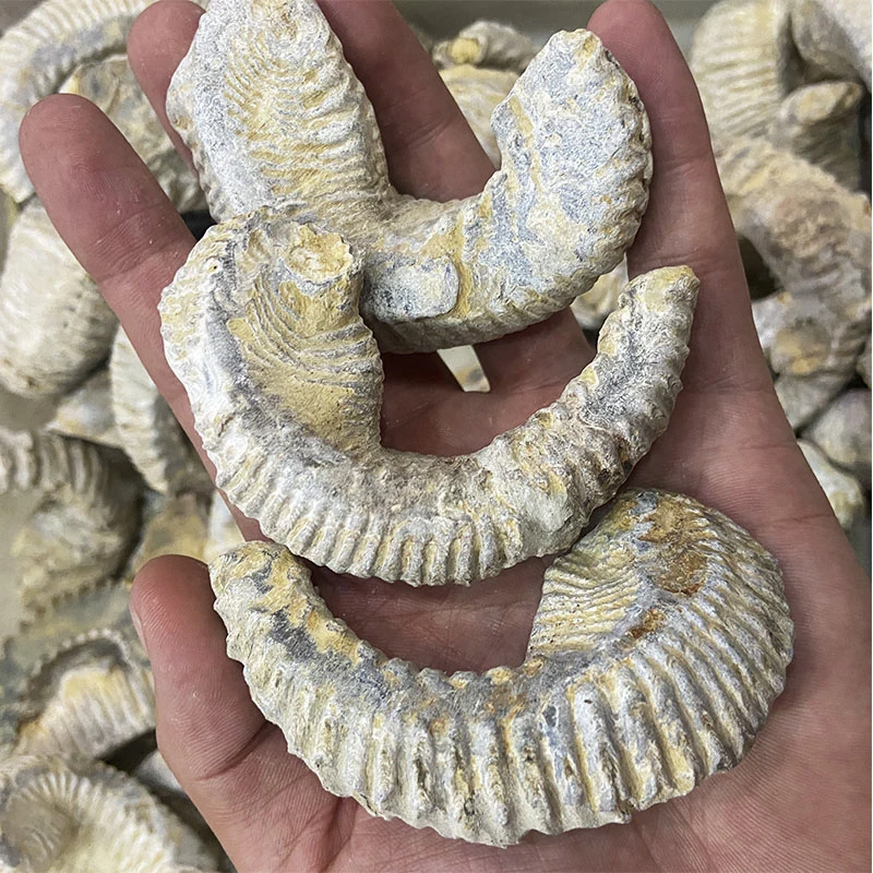 

2-3-дюймовый устричный электрион-Carinata Specimen-1PC