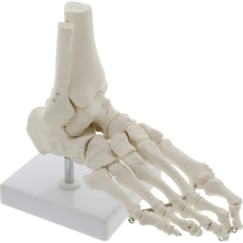 Medical Science 1:1 Human Palm Foot Skeleton Anatomy Model Student Teaching Resources Anatomia Humana Biologie Use Tools Kit anatomical models
