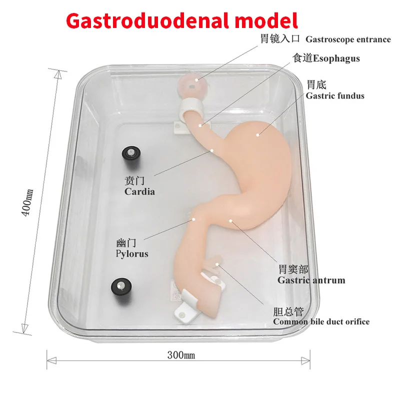 

Гастродуоденовая Гастроскопия, Лапароскопическая имитация, модель Gastroscope ERCP