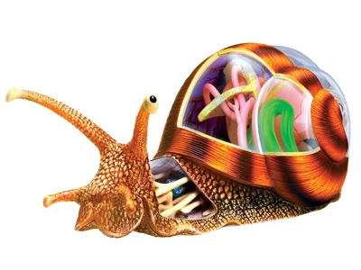 

4D MASTER Snail Model 32Parts Animal Anatomical Toy Skeleton 26109 Educational Equipment DIY Gift Teaching