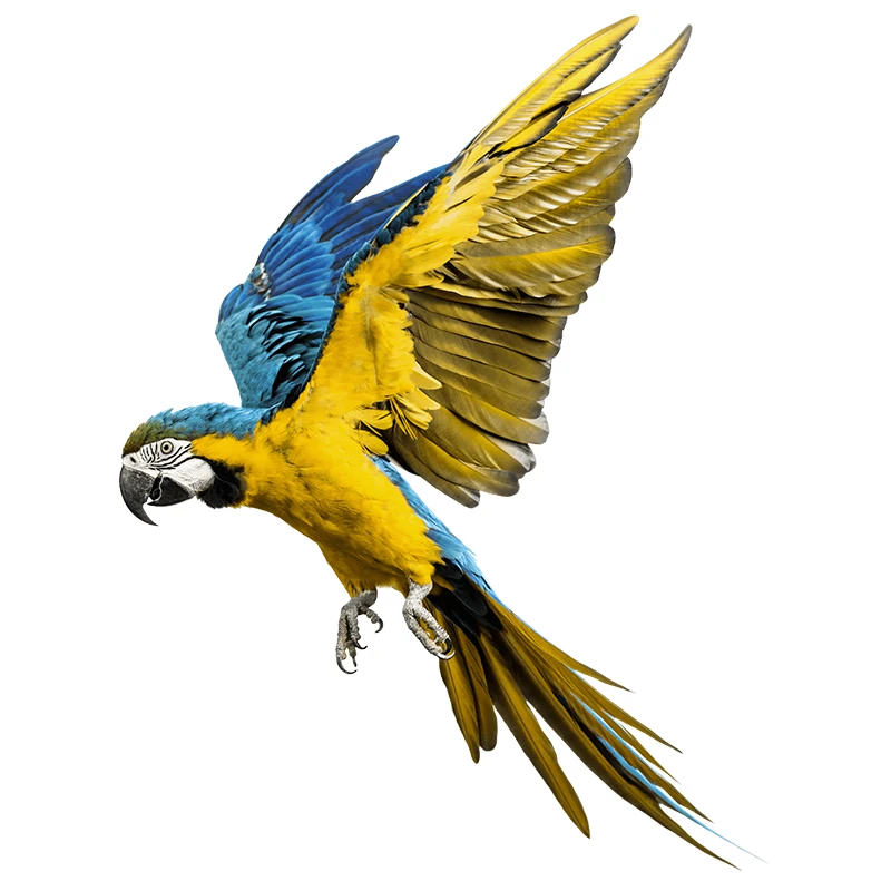 M423 Hand Painted Parrot Wall Sticker Bathroom Toilet Decor Living Room Cabinet Refrigerator Home Decoration Decals Sticker