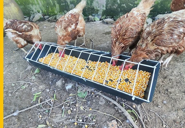 Unspillable Automatic Chicken Feeder 2