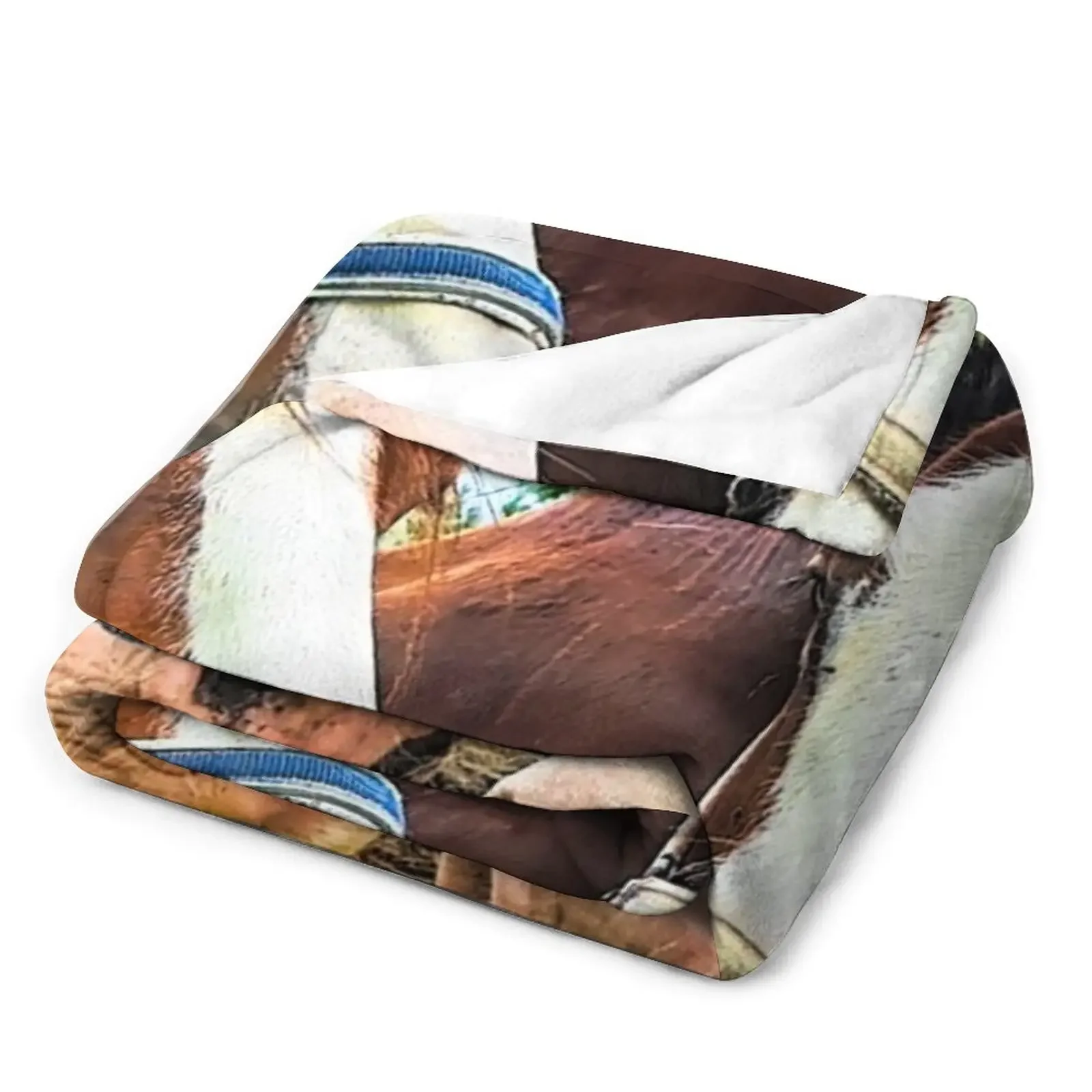 Clydesdales ���� ���ο� ���, ���Ÿ� ���� ħ��, �ö��� ���� ���