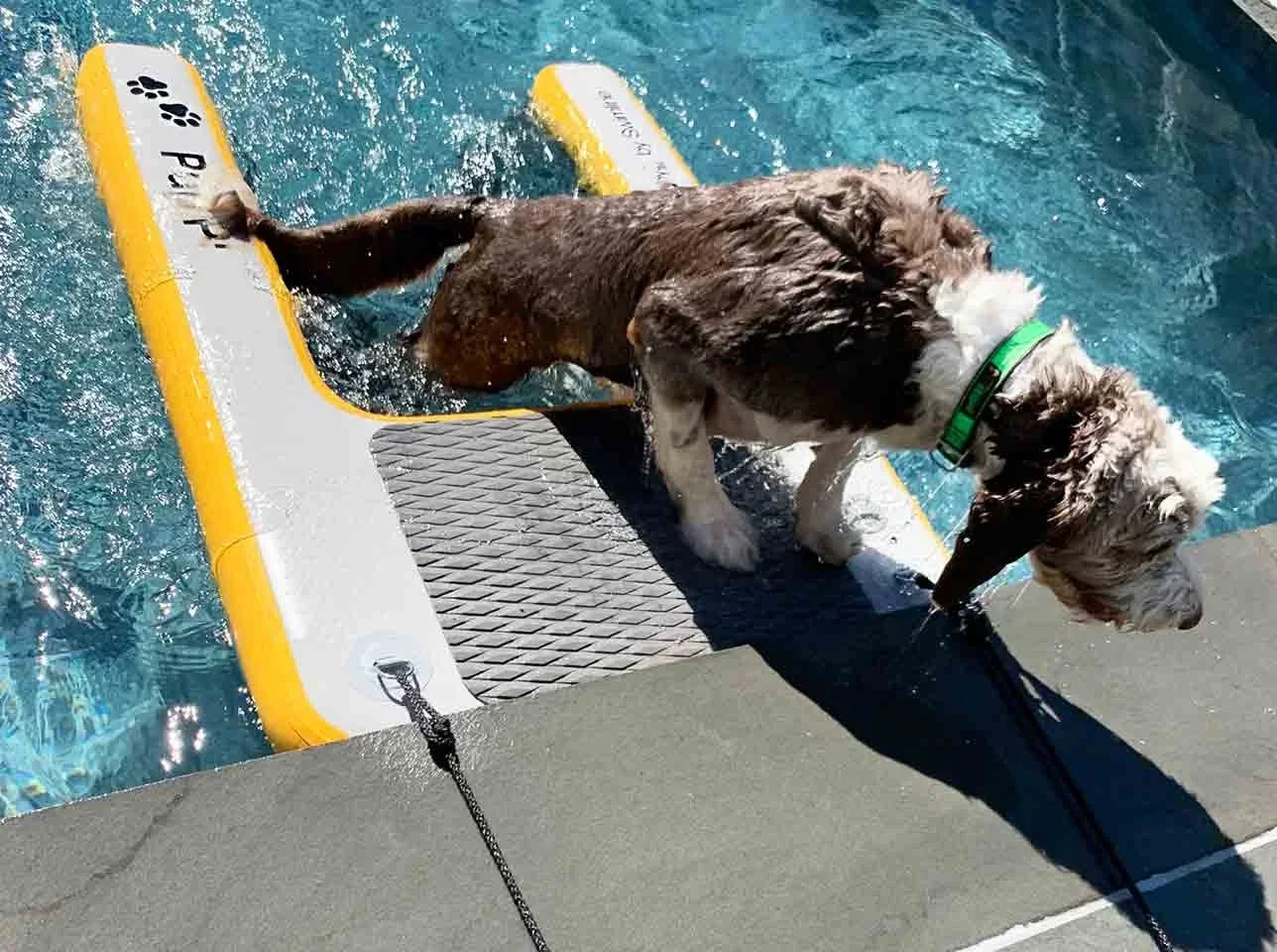 Radiwin Original Inflatable Pup Plank Dog Float Floating Ramp Ladder Pools Boats Docks