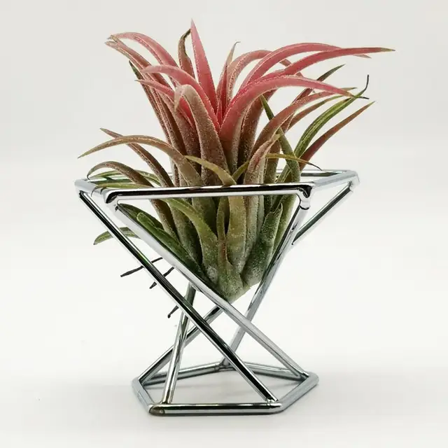 3 db Compact Tillandsia Display Állvány Korrózióellenes Páfrány Növényi Innovatív Széles Körben Használja A Légi Növények Tartó Kerti Dekorációját