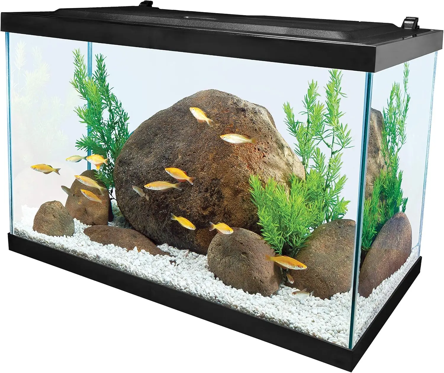 Glass Aquarium 6
