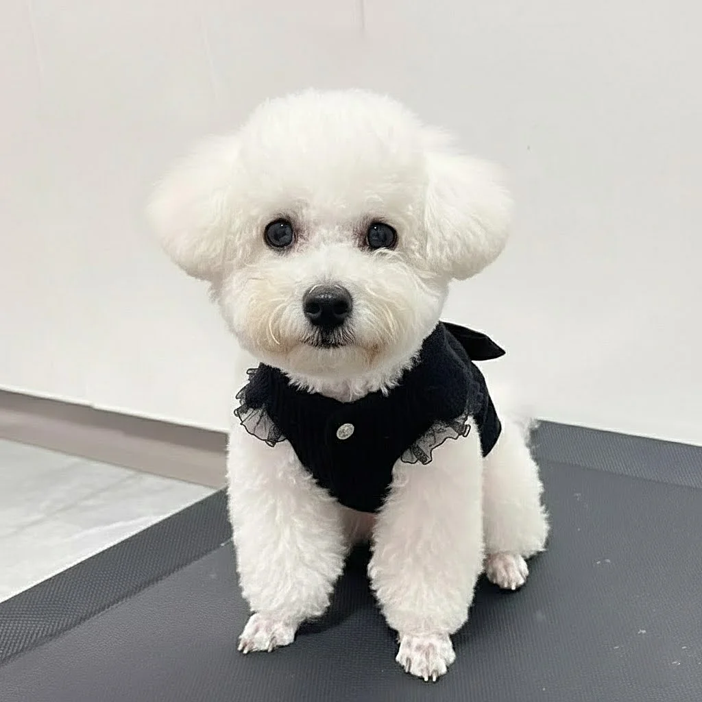 애완동물 귀여운 겨울 후드 베어 스웨터 테디 고양이 니트 후디 겨울옷 강아지 옷 소형견용