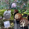 5/8/12cm Plant Rooting Equipment High Pressure Propagation Ball Graft Box Breeding Case For Garden Graft Box Sapling D4 3