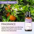 Orange Blossom