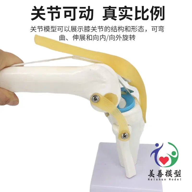 Anatomical Models Knee Model With Ligaments Human Skeleton Teaching Exercises Medical Function Display Shoulder And Neck Spine Skeleton Orthopedic