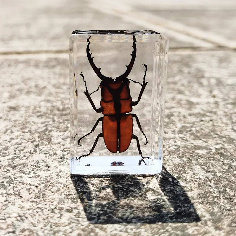 Cuboid Resin Insect Specimen Decoration Crafts Teaching Model Desk Decoration Home Accessories for Living Room resin starfish ornaments butterfly specimen