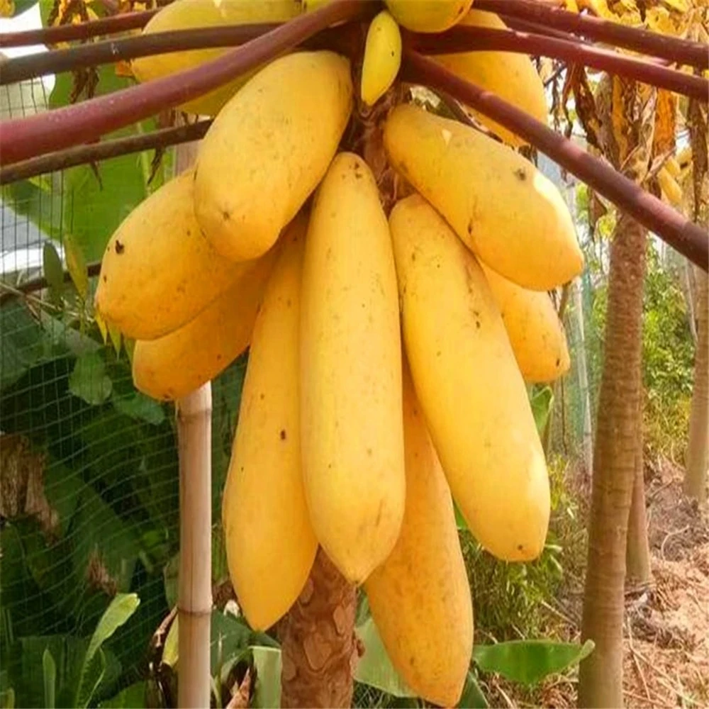 Sideboard Furniture for Fruits Flowers Papaya Plant