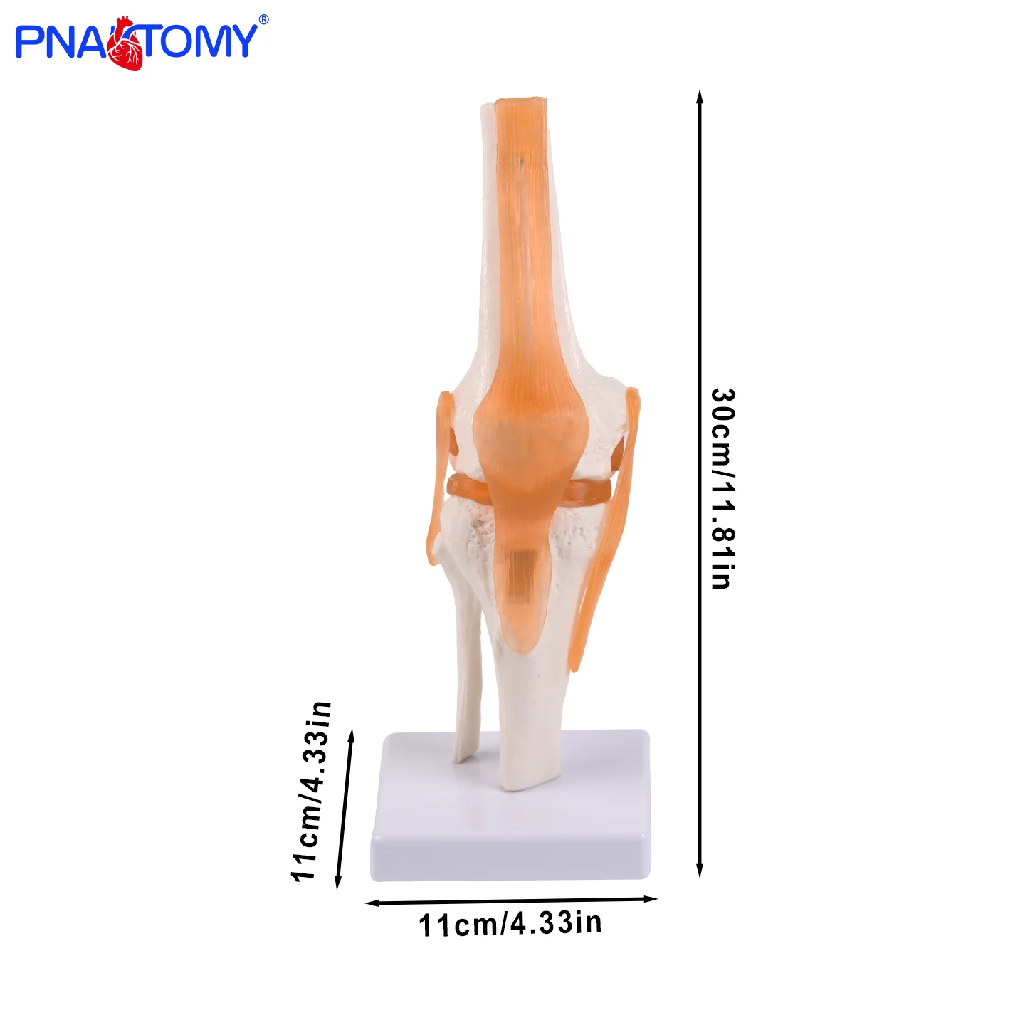 Life-Size Knee Joint Model 2