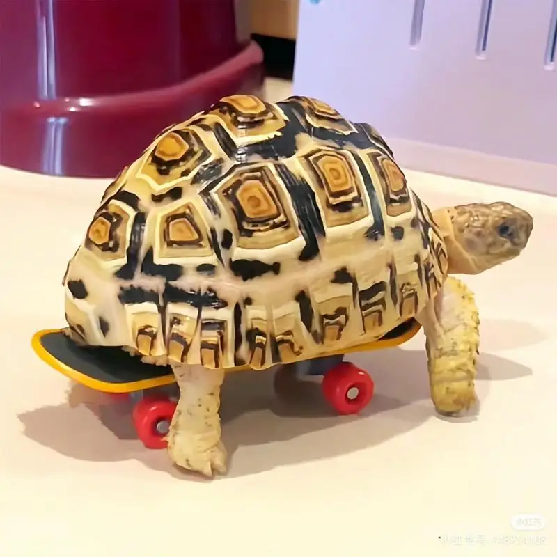 Turtle Feeding Ball Fruit Vegetable Holder with Training Skateboard 2 Treat Balls Turtle Enrichment Toys for Tortoise pet toys,pet chew toys,pet exercise toy,hamster exercise ball