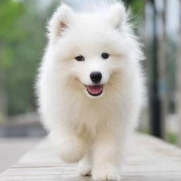 Feimao Pet Supplies Specialty Store