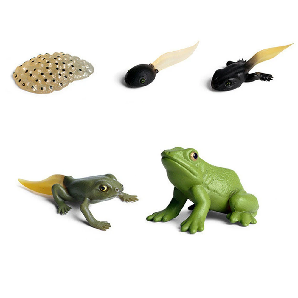 

Animals Butterfly Growth Cycle Teaching Material Action Figures Life Cycle Figurine Growth Cycle Model Simulation Animals