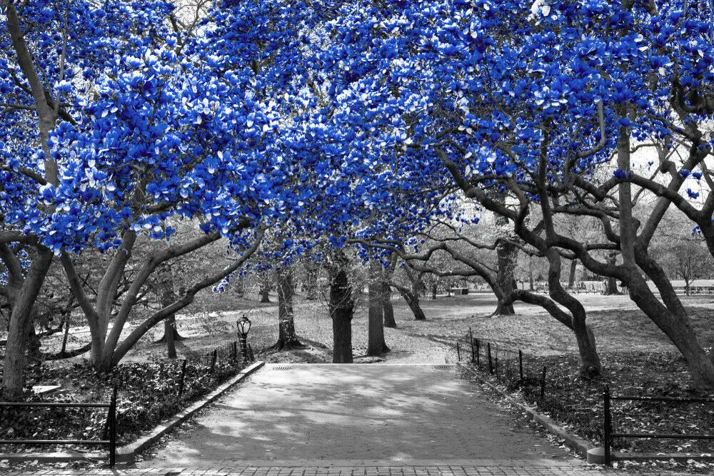 

Blue Forrest black white Decor Nature Print Art Canvas Poster For Living Room Decoration Home Wall Picture