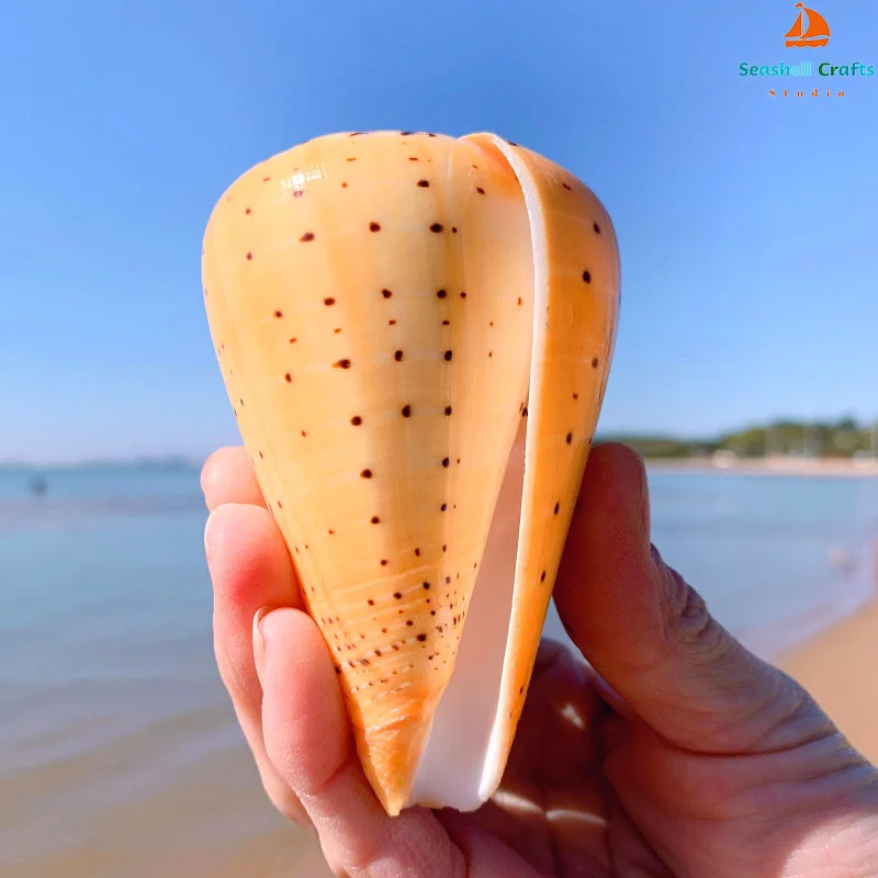 Natural Leopard Cone Big Alaphbet Cone Shell Lithoconus leopardus Real Black Spot Shape Sea Shells for Nautical Home Decoration natural shell ornaments