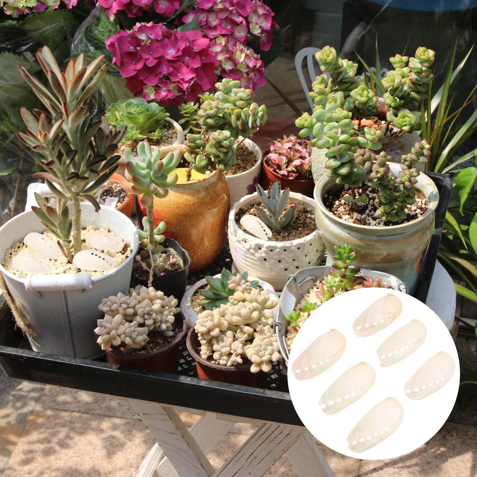 

6pcs Large Abalone Pearled Shell Home Decor Wedding Abalone Shell Craft Abalone Shell Craft