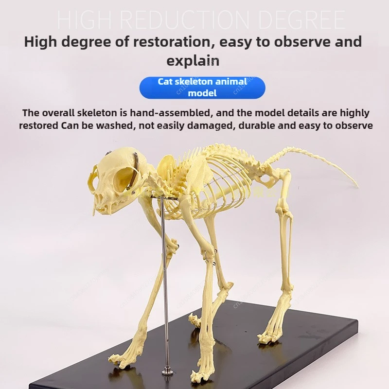 R*o様 猫全身骨格模型 解剖学標本 W47×L23×H32cm 猫全身骨格模型 解剖