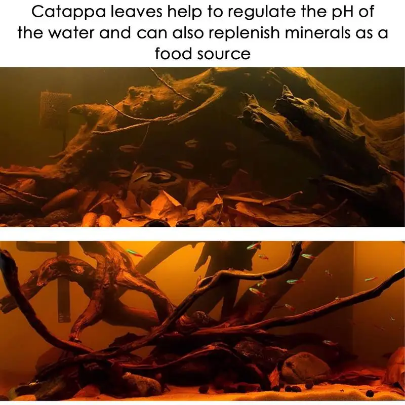 Aquarium leaves 10/20/50pcs natural catappa leaves almond leaves fish cleaning for aquarium fish tank reduce PHs softened purified water quality