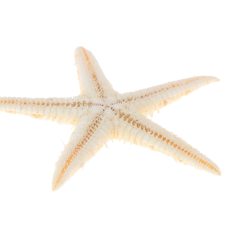 100Pcs Naturally Formed Sea Shells Size:0.5-3cm Mini Starfish Craft Decoration Natural Sea Stars