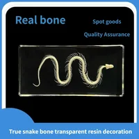 1 Pcs Complete Specimen of Snake Skeleton/ Real Bone/Collection/Garden, Water Tank Decoration Gothic Decor 1
