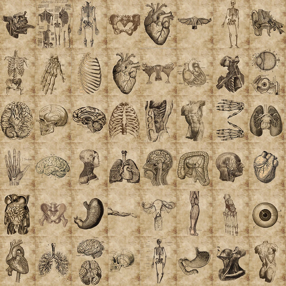 

10/56Pcs Vintage Physiology Anatomy Body Structure Varied Graffiti Stickers DIY Notebook Scrapbooking Backpack Decoration Decals