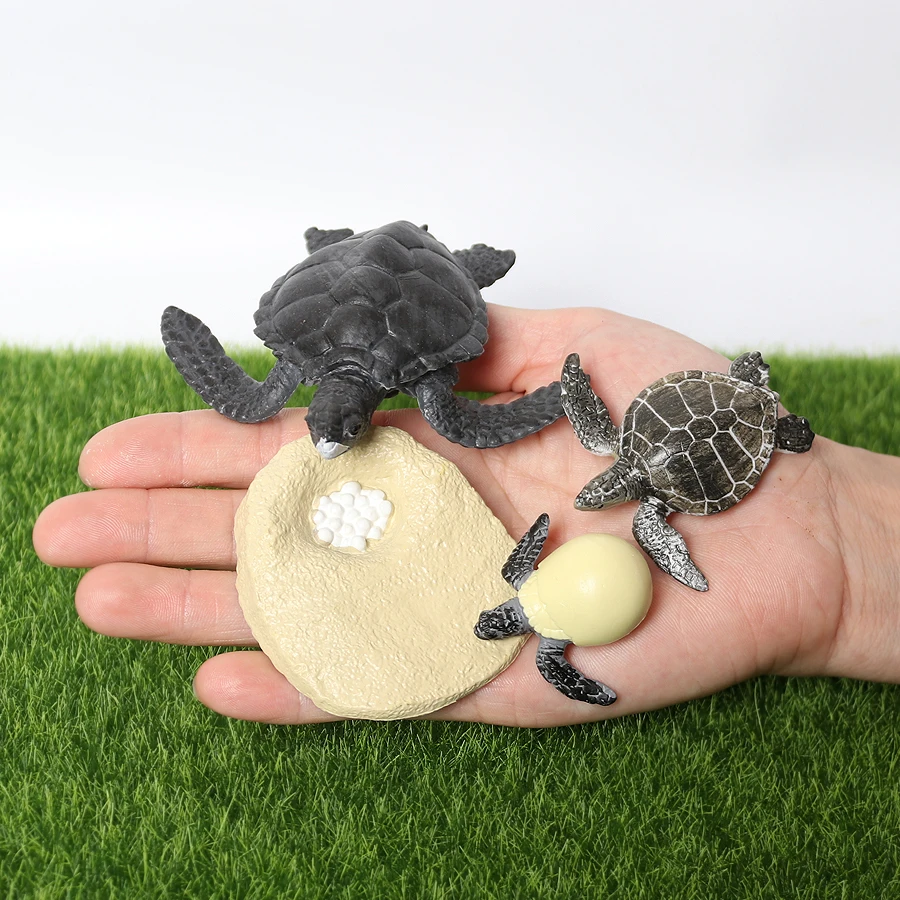 Realistic Sea Turtle Growth Cycle Educational Toy and Cake Topper Gift