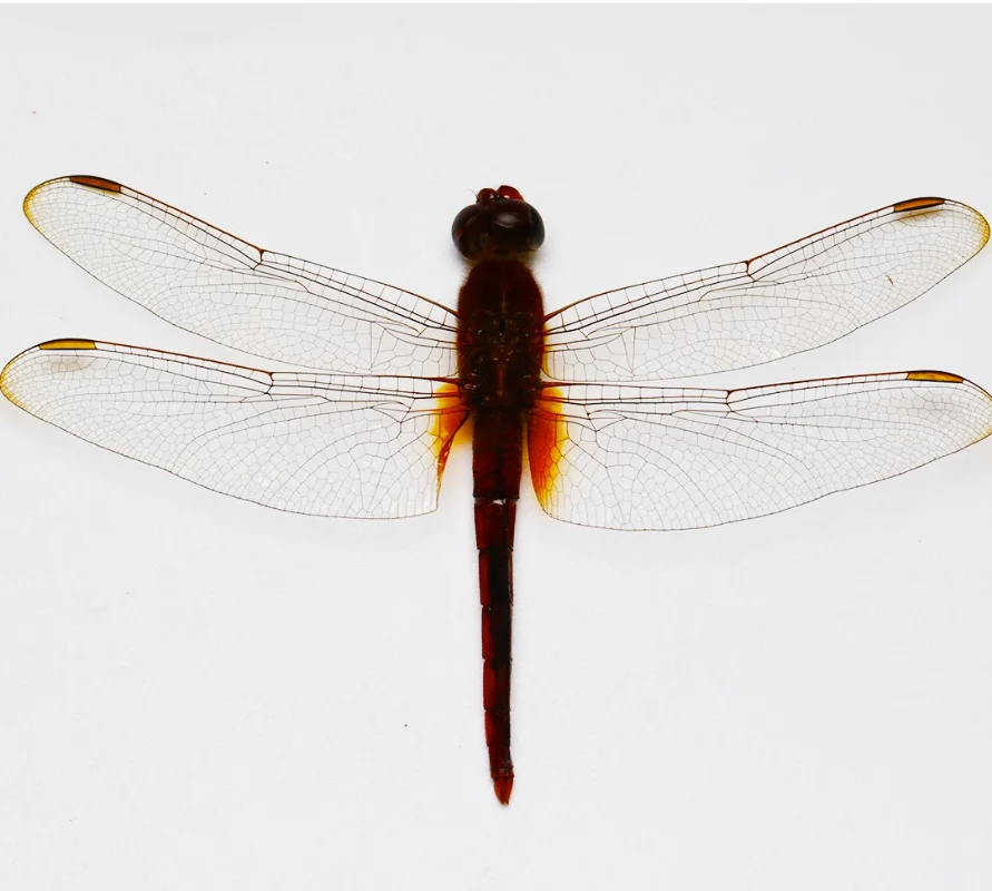 装飾的なインテリアの彫像,本物のトンボ,昆虫,工芸品,教育研究