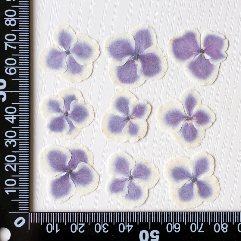 50 Stück/2-4cm, Weiß umrandete, blau verlaufende Hortensienblüten, gepresste Blütenblätter für DIY-Gesichts-Make-up, Kleberarbeiten, Handyhüllen und Untersetzer – Detail 6