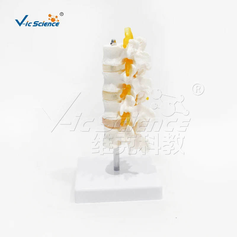 Medical science Four-segment lumbar model