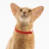 cute Safety Cat Collar Stretch Elastic Collars, Fashion Light Weight Kitten Collar for All Small Large Cat,Puppy Pet Accessories 3
